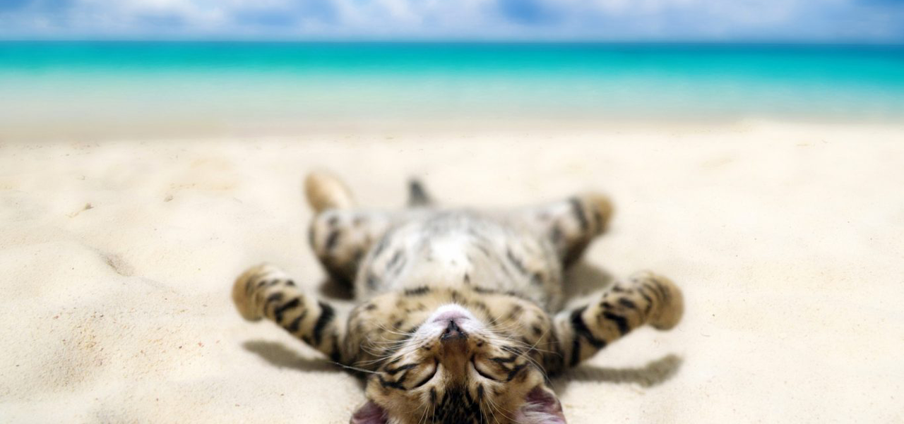 3 Things to consider for your Cats when you go away